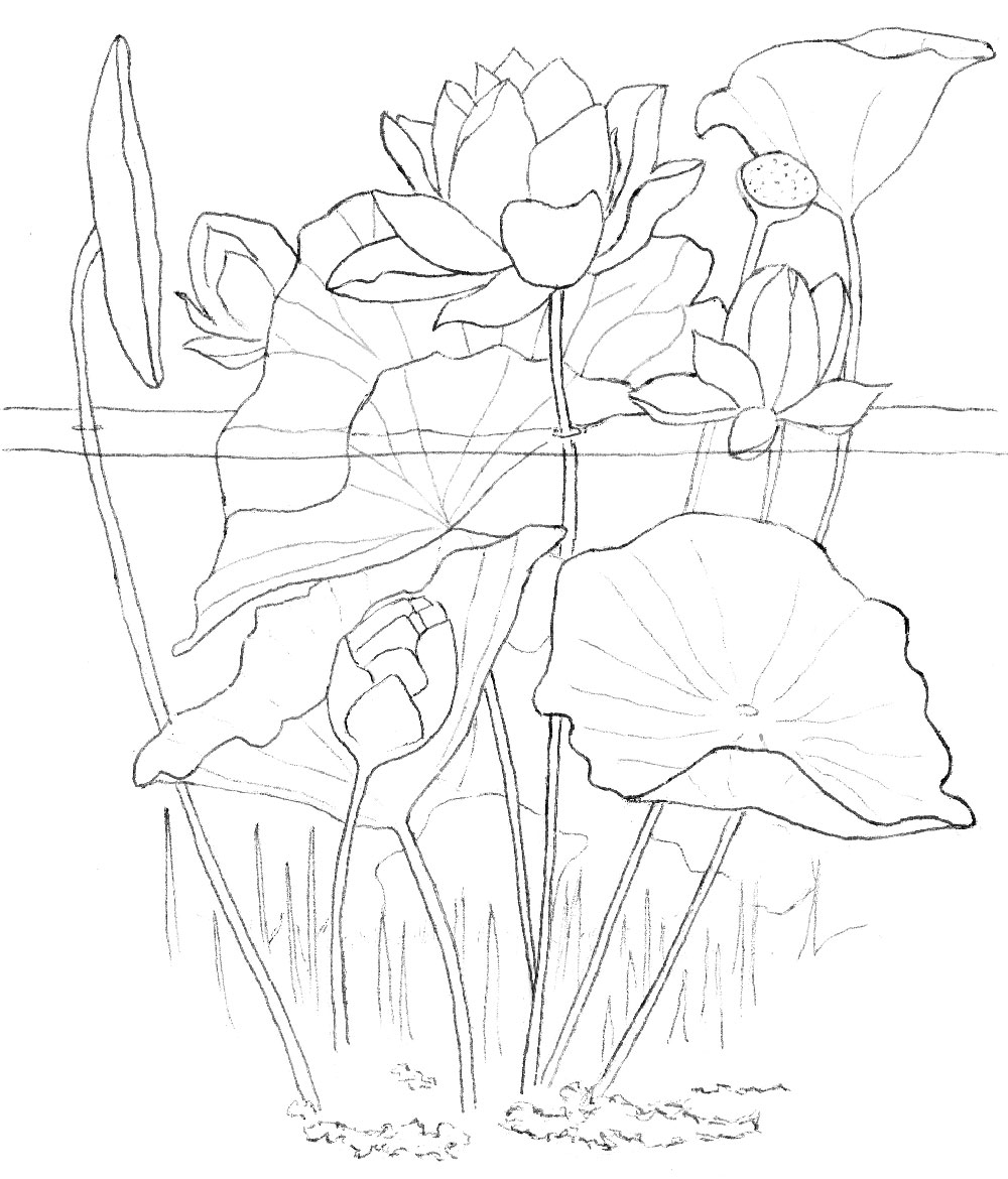 guidelotus-lotus Guide Lotus | Le lotus